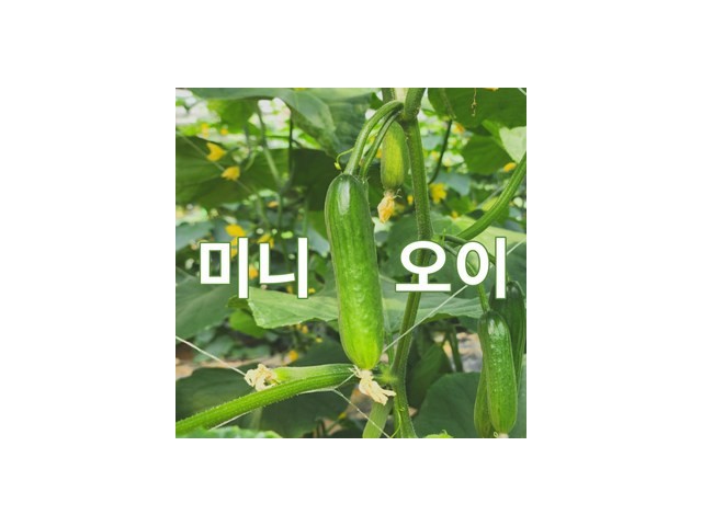 오이공품 최고의 가치를 제공하는 상품